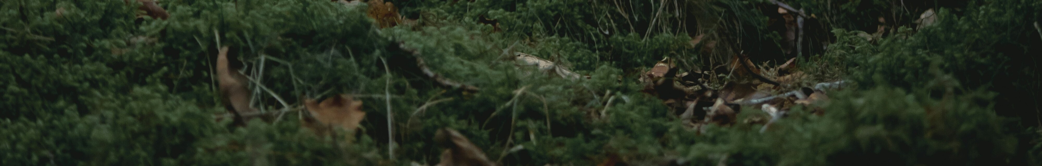 Dark moss