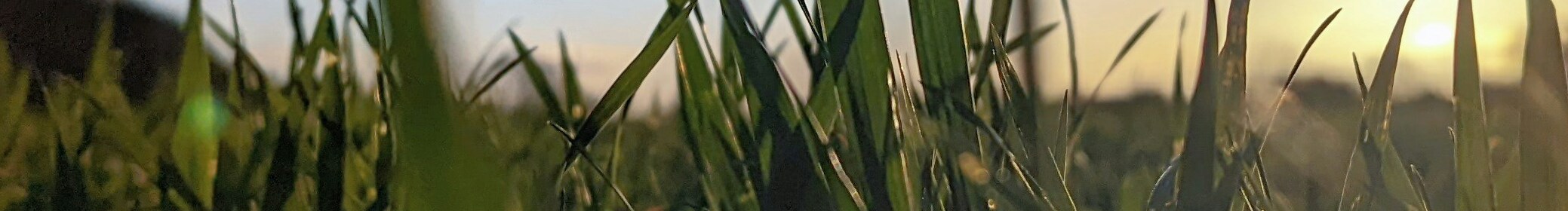 Grass