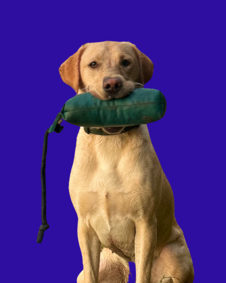 Nala