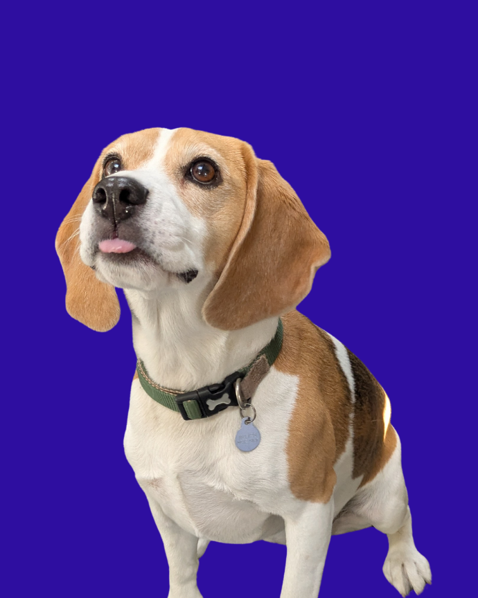 Photo of Olive the dog