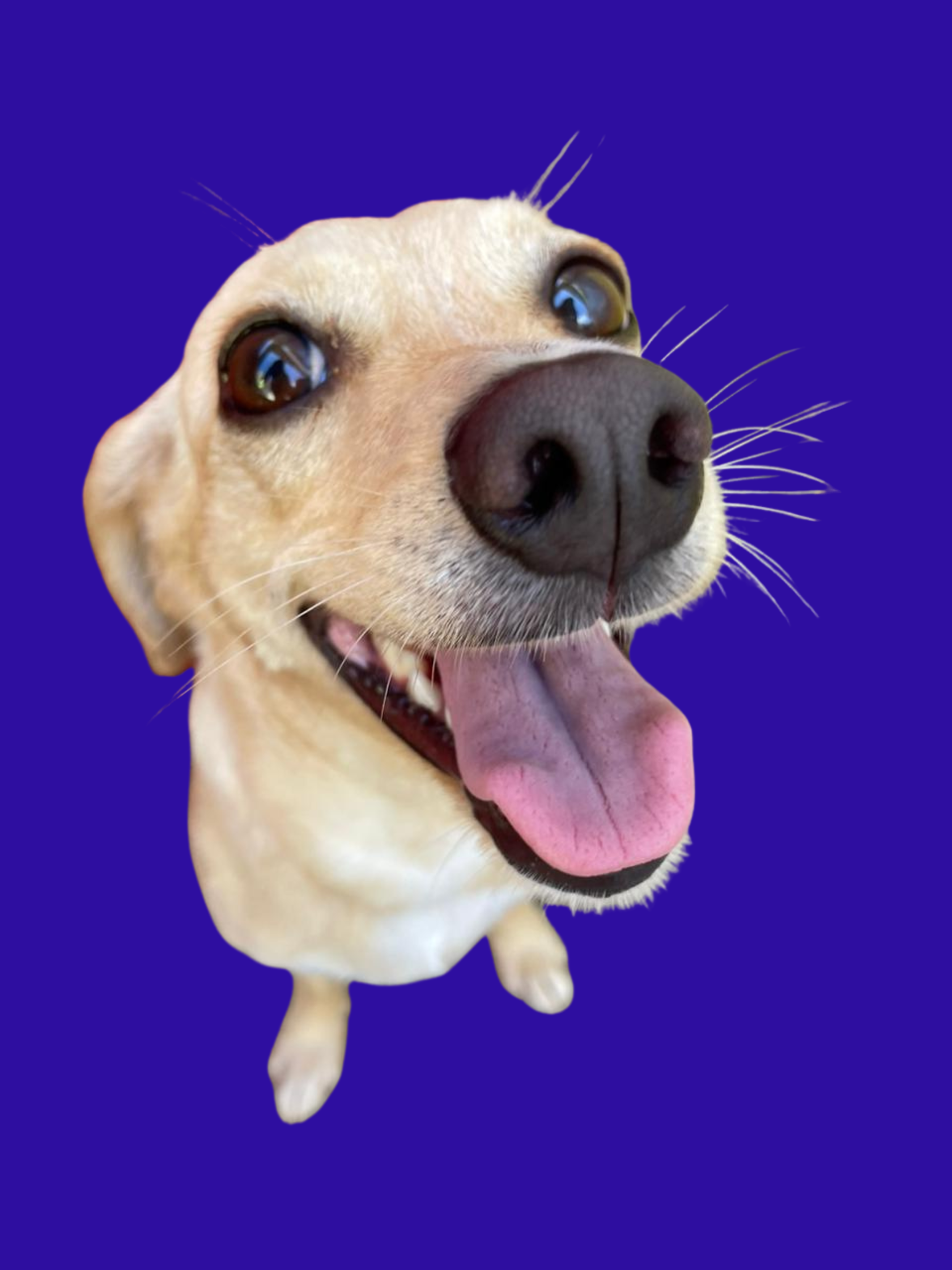 Photo of Zelda