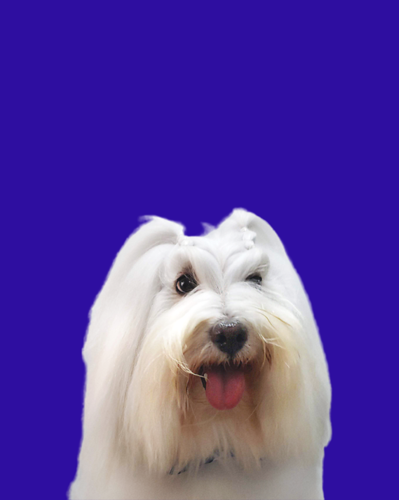 Photo of Gringo