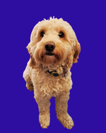 Photo of Toby