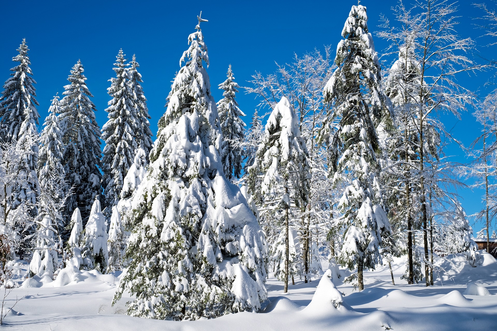 Красота зимнего леса. Обои зима. Декабрь зимняя сказка. Красота зимней истории. Застыл лес.