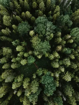 Trees