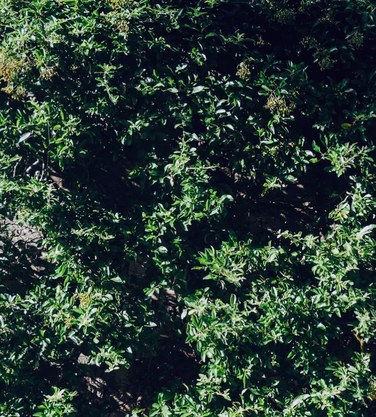 Image of a bush next to a building
