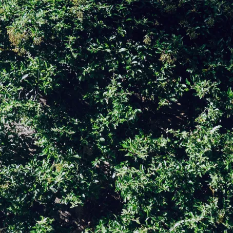 Image of a bush next to a building