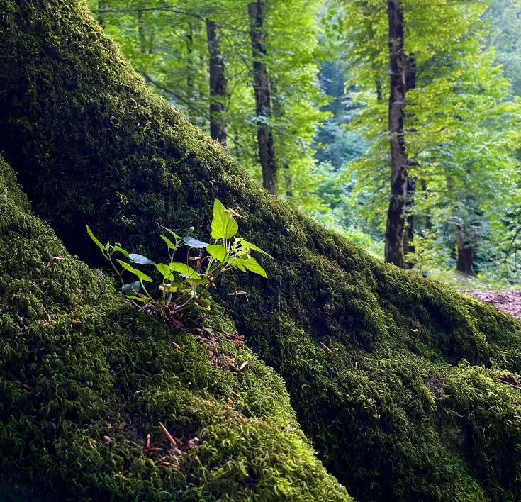 Tree trunk with moss growing on it