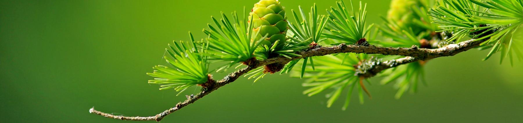 Image of a twig attached to a tree, on a green background