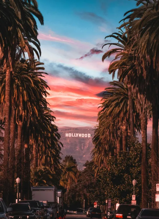 Palm trees on sunset background