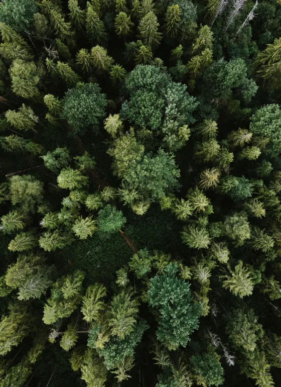 Trees