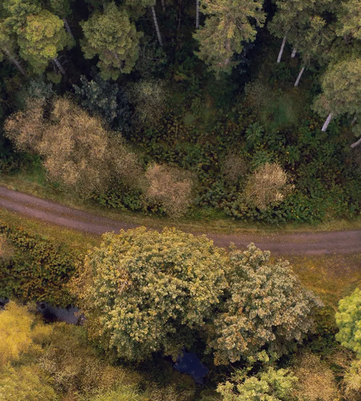 Birdseye view of a road running through a lush forest
