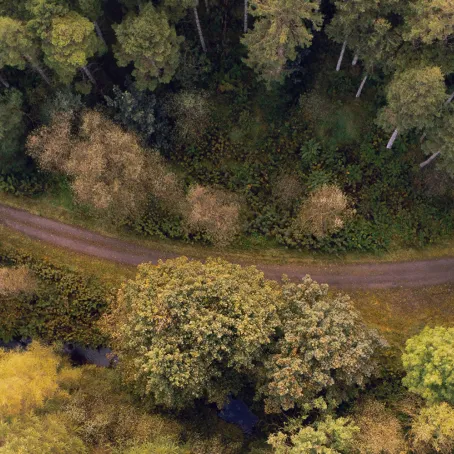 Birdseye view of a road running through a lush forest